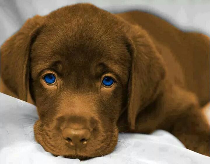Labrador marron ojos azules