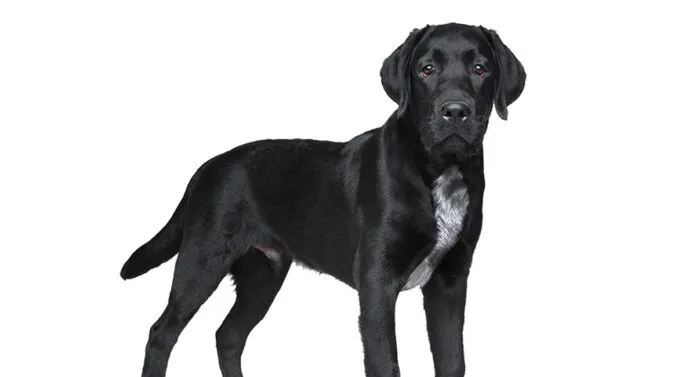 Labrador negro con Pecho Blanco