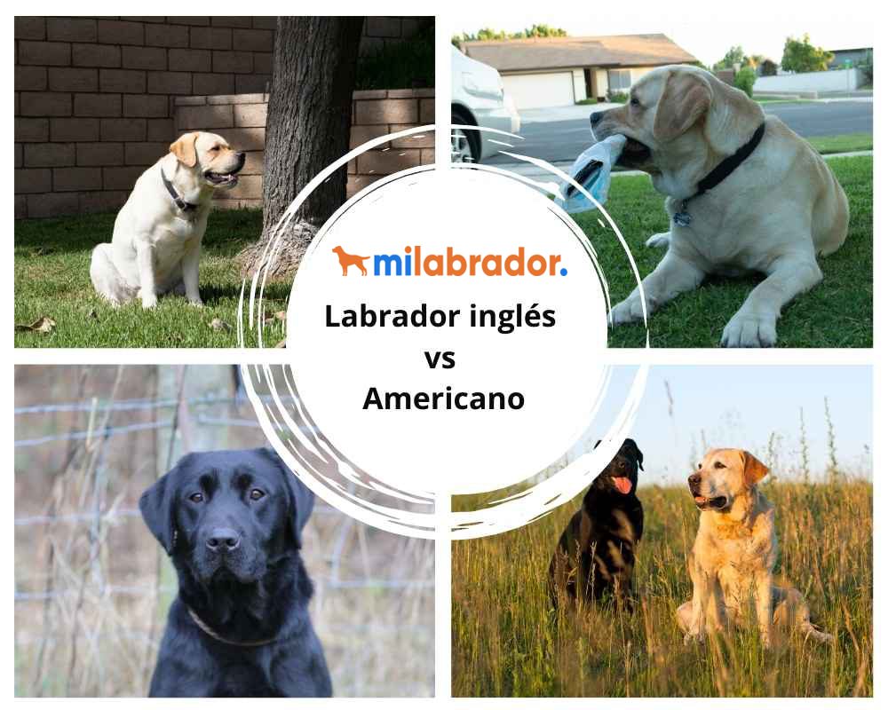 Labrador Americano y Labrador Ingles